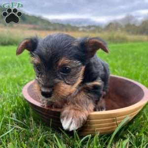 Oliver, Yorkie Puppy